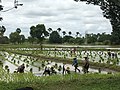 Workers in a paddy field in burma