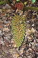 Gunnera manicata