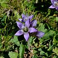 Gentianella austriaca. Taken at Rax, Lower Austria