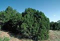 Juniperus monosperma