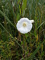 growing on Phragmites australis