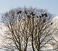 Roekenkolonie in oude beuken.