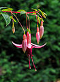 Fuchsia 'Bea Wolfswinkel'.