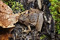 Microhyla berdmorei, Berdmore's chorus frog - Phu Kradueng National Park