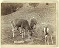 "A Dear Picture." At Hot Springs, S.D., on F.E. & M.V. Ry. (1891, LC-DIG-ppmsc-02688)