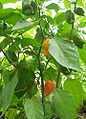 Capsicum chinense