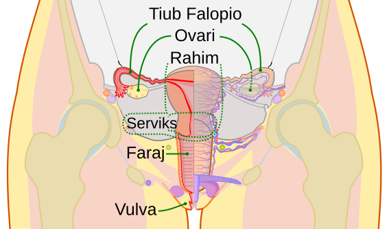 File:Scheme female reproductive system-ms.svg