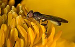 Thumbnail for File:Sphegina montana Syrphidae.jpg