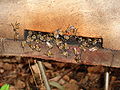 Bees at hive entrance