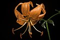 Lilium lancifolium fma. concolor