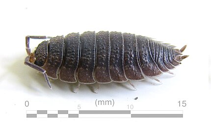 Porcellio scaber