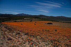 27.8.15 Namaqua-Nationalpark