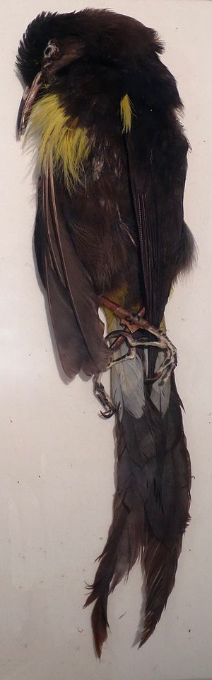 Thumbnail for File:O o bird (Moho nobilis), Bailey House Museum.JPG