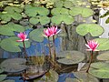 Jardin botanique de Peradeniya