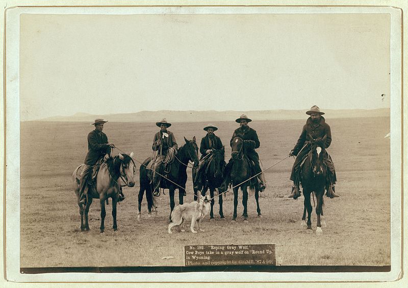 File:Grabill - Roping gray wolf.jpg