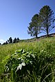 Greenery of trees and various kinds of grasses along Yellowstone river