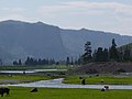 Gibbon River at Madison in Yellowstone