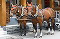 Franches Montagnes (Freiberger) horses