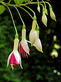 Fuchsia 'Alabama Improved'