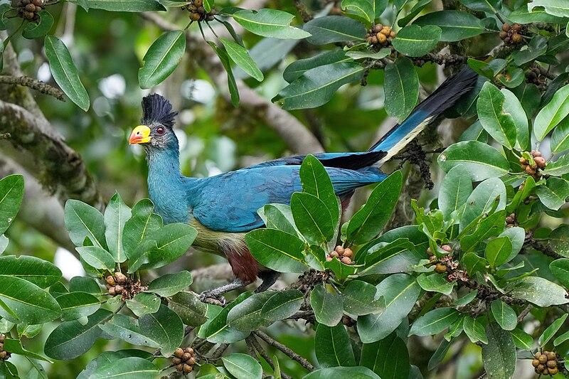 File:017 Great blue turaco at Kibale forest National Park Photo by Giles Laurent.jpg