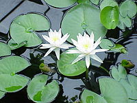 Nymphaea odorata