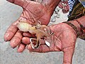 Trinquemalay, retour des pêcheurs au Sri-Lanka (6)