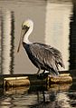 Brown Pelican