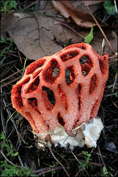 File:Clathrus ruber spacepleb.jpg