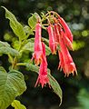 Fuchsia 'Bornemann's Beste'.