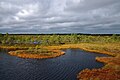 Bog pools of Marimetsa bog