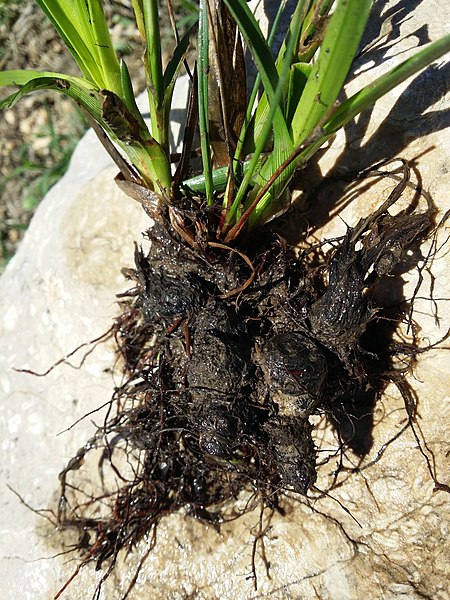 File:Cyperus eragrostis sl11.jpg