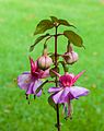   Fuchsia 'Freundeskreis Leonberg'.