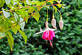 Fuchsia 'Jessie Pearson'.