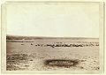 "Cattle round up" (1891, LC-DIG-ppmsc-02634)