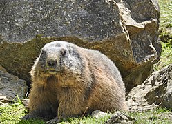 Marmota in Switzerland, Wildpark Peter und Paul