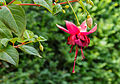 Fuchsia 'Charelke Dop'.