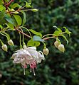 Fuchsia 'Frank Unsworth'.