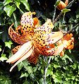 Lilium lancifolium 'florae-pleno'