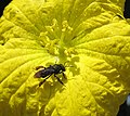 Luffa flower