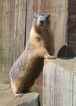 Marmota flaviventris near Princeton