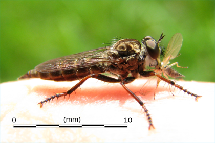 2008's en:Asilidae photograph, get a suitablename only recently using Animal naming conventions !