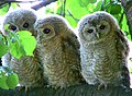 Three young; near Warsaw, Poland