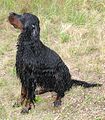 A wet Setter