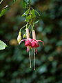 Fuchsia 'Trailing King'.