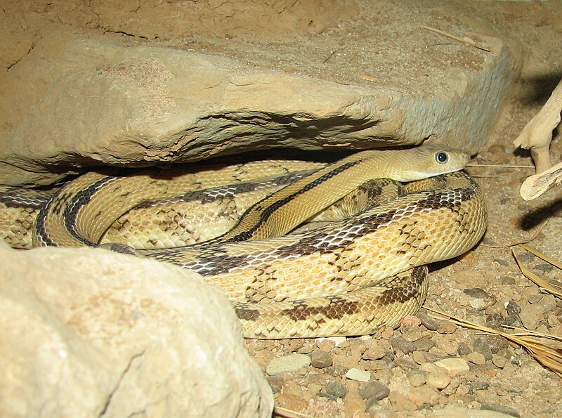 File:Trans-Pecos rat snake 2.jpg