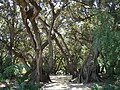 Allée des ficus