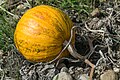 English: Pumpkin on a field Deutsch: Kürbis auf einem Acker