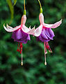 Fuchsia 'Cymon'.