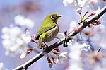 Thumbnail for File:Japanese white-eye at Tennōji Park in Osaka, March 2016.jpg