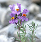 Linaria alpina